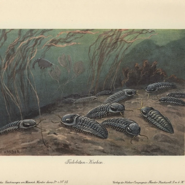 Трилобиты Fossil Group Of Extinct Marinea постер печать Florilegius Mary Evans (36X24)|Таблички и знаки| |