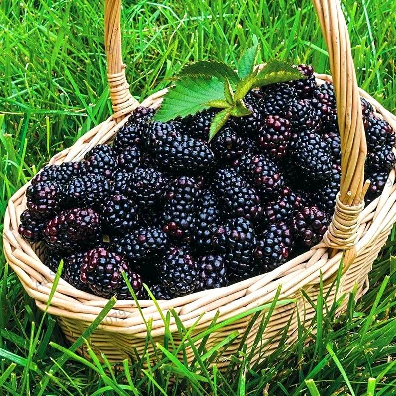 Акция! 200 шт Blackberry садовый суккулент сладкие гигантские черные ягоды бонсай и дерево завод Тройная Корона черная тутовая ягода фрукты Se