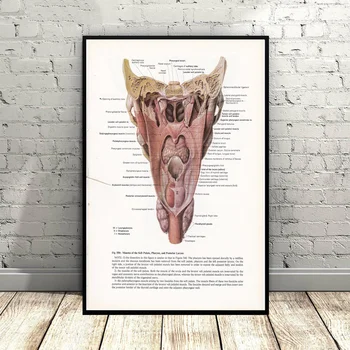 

Print of Larynx & Pharynx Steampunk Illustration Art Canvas Poster Wall Pictures for Living Room No Frame
