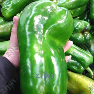 

100pcs bonsai Garden Plants green Pepper Home Bonsais Giant Chili Vegetables Happy Farm New Spices Spicy Free Shipping