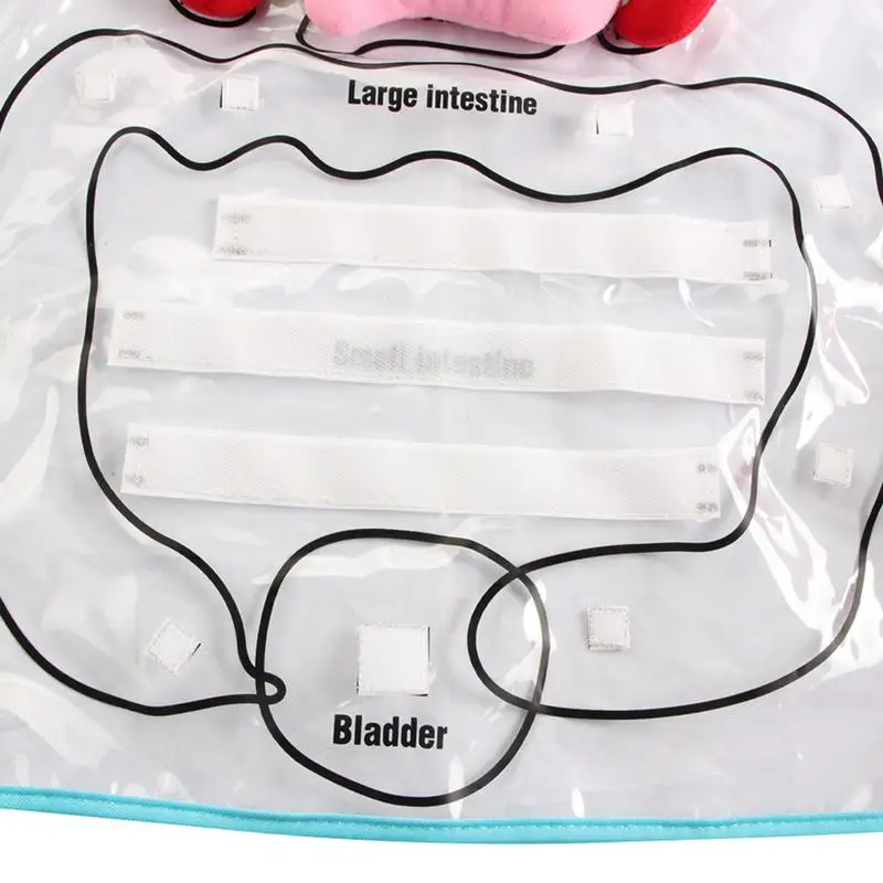  Educational Insights Toys For Children Anatomy Apron Human Body Organs Awareness Preschool Science  - 32974592330