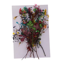 14 шт. красочные натуральные настоящие прессованный высушенный Цветы Листья для художественного ремесла скрапбукинга свадебные искусственные украшения