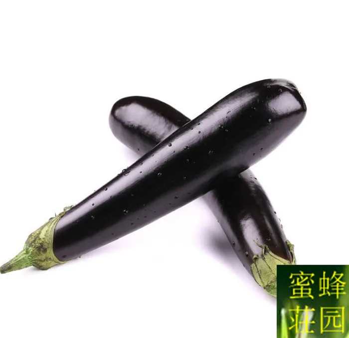 purple eggplant buds high vegetable bonsais about 100pcs