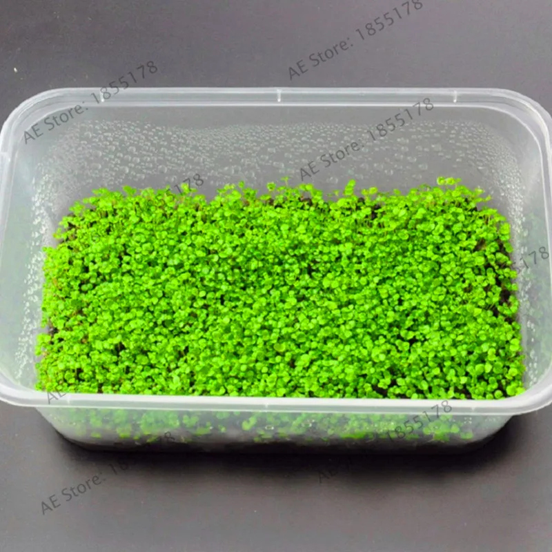 

New Fresh Bonsai Nicrew Free Shipping Aquarium Grass Garden Water Grasses Random Aquatic Plant Grass Plantas Indoor Beautifying