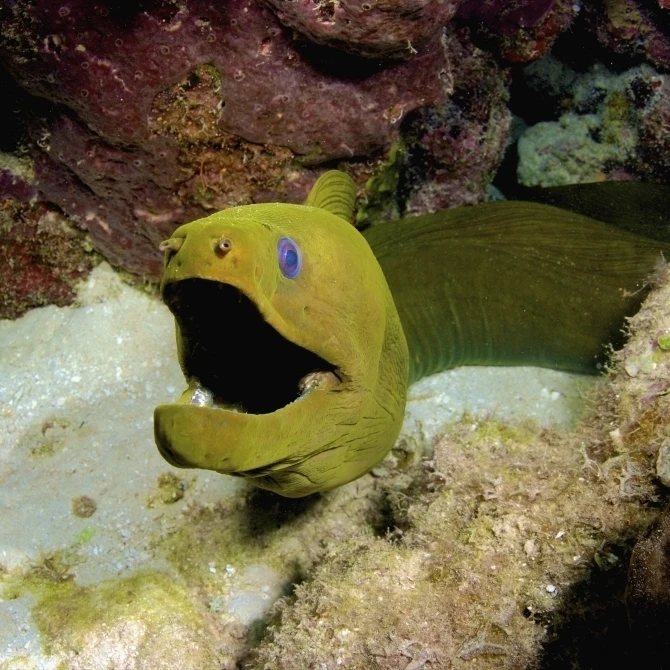 Беззубик зеленый морей угорь Нассау Багамские Острова плакат печать (34x23) | Дом и