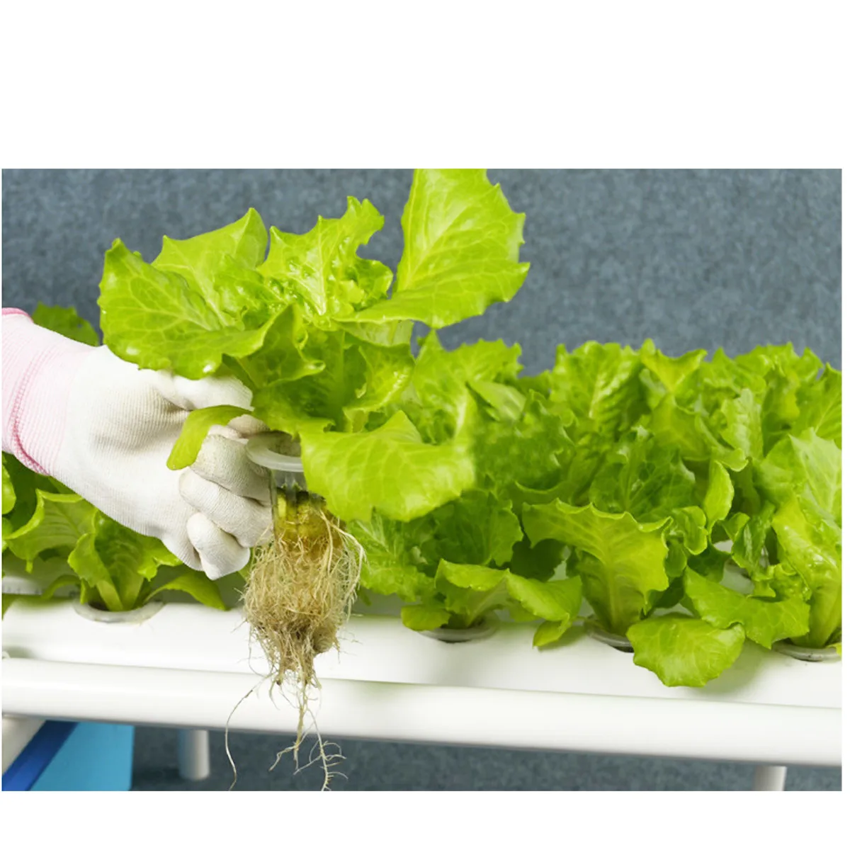 72 Holes Hydroponic System Indoor Garden Plant Grow Kit Nursery Pot Vegetable Water Planting Soilless Seedling Flower Stand 220V 72 Holes Hydroponic System Indoor Garden Plant Grow Kit Nursery Pot Vegetable Water Planting Soilless Seedling Flower Stand 220V