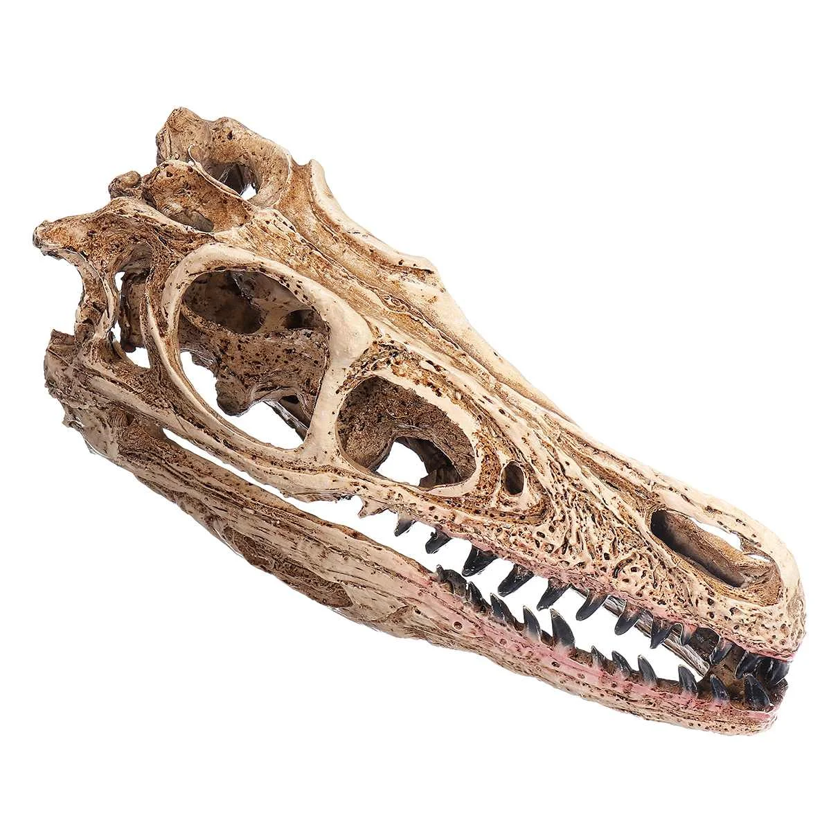 

1:10 Retro Velociraptor Dinosaur Resin Skull Head Model Statue Craft Collection Medical Science School Educational Supply