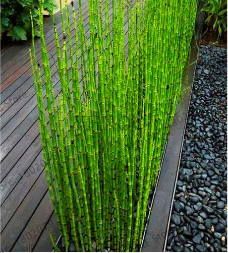 

Genuine!20 mini moso Bamboo flores bamboo plantas bonsai garden bonsai potted balcony budding rate of 90% DIY for home garden pl