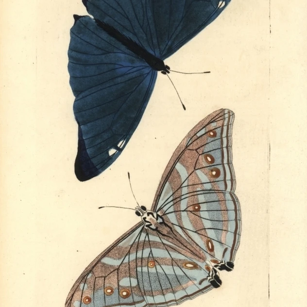 Adonis Blue Butterfly Polyommatus Bellargus Cetak Poster dengan Florilegius  Mary Evans (18X24)