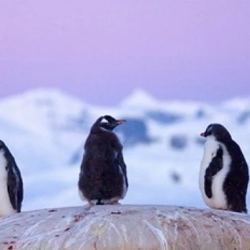 Gentoo penguin Western Antarctic Peninsula плакат печать Стивом казловским (35x23) | Дом и сад