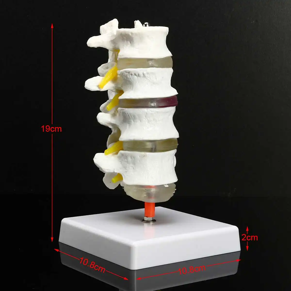 

NEW 4 Part Chiropractic Human Anatomical Model Lumbar Vertebrae Spine Anatomy Model Teaching Resources Educational Props