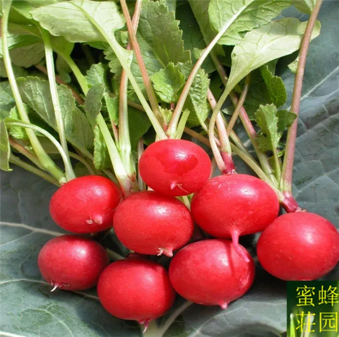 

cherry radish bonsais four seasons sowing water radish cherry carrots bonsais small carrots about 100pcs