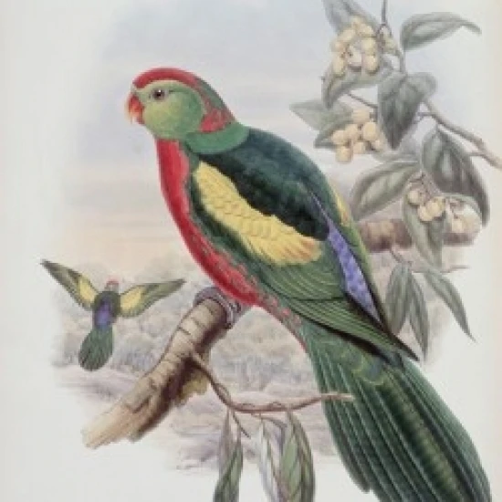 Красивый король попугай Джон Гулд (1804-1881 британский) плакат печать (18x24) | Дом и сад