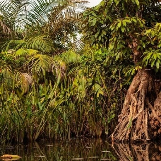 Africa Liberia Monrovia. Plantlife along the Du River. Poster Print by Alida Latham (24 x 36) | Дом и сад
