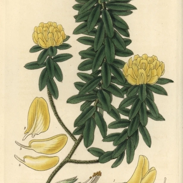 Villous Priestleya Villosa Or Xipothecaa Poster Print By Florilegius Mary Evans (18 X 24) | Дом и сад