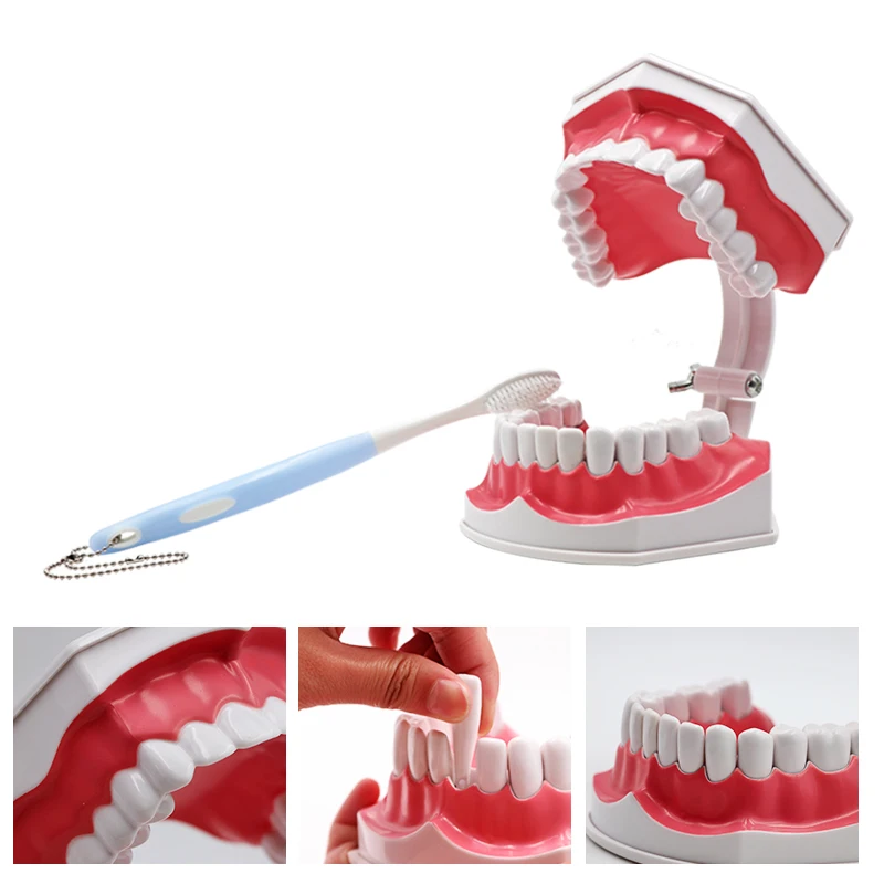 

Adult Teeth Model Standard Dental Teaching Study Demonstration Tool for Oral Medical Education Tooth Model Free shipping