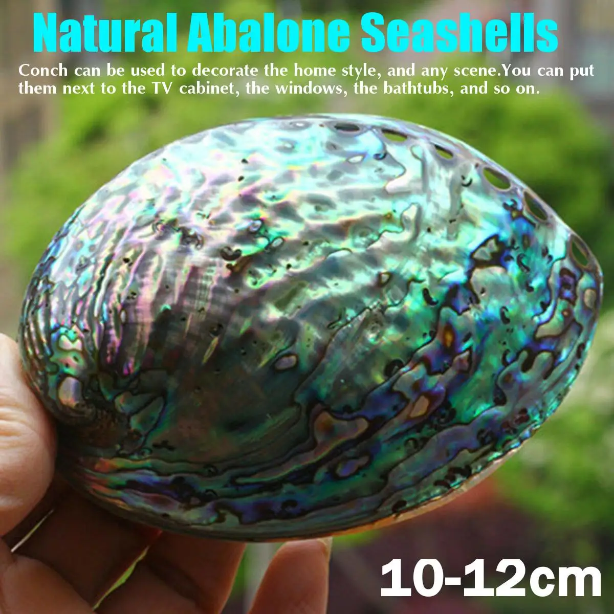 

10-12cm Natural Oyster Paua Abalone Shell Colorful Mother of Pearl Shell DIY Handmade Seashell Conch Home Decoration 2019 New