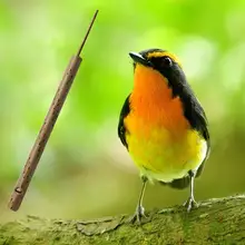 Pi тайский бамбуковый музыкальный свисток для птиц звуковая флейта раздвижные сувениры ручной работы легкие Музыкальные инструменты профессиональные