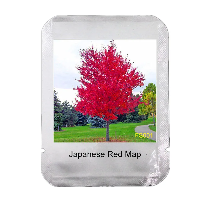 

50 Pcs/PACK JAPANESE RED MAPLE TREE WITH PROFESSIONAL PACKAGE* VERY BEAUTIFUL * JAPAN MAPLE NEW bonsai * MYSTERIOUS GIFT,#FS001