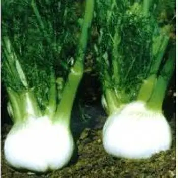 

Hot Bulb Fennel bonsai Vegetable bonsai 100pcs