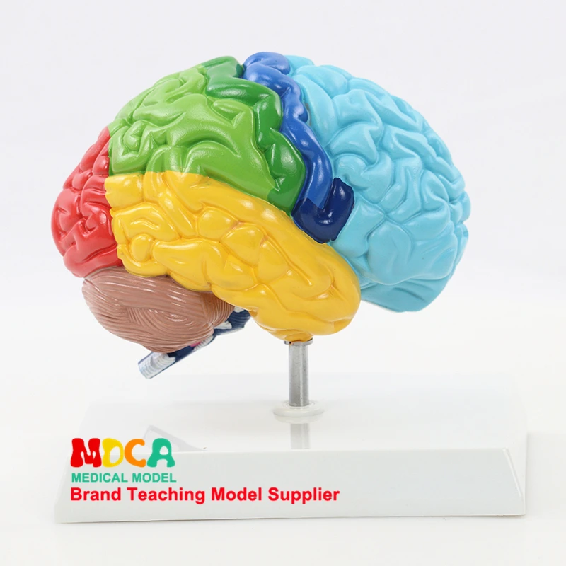 

Human 1:1 Right Hemisphere Functional Area Anatomy Human.Brain Model Medicine Teaching MDN006