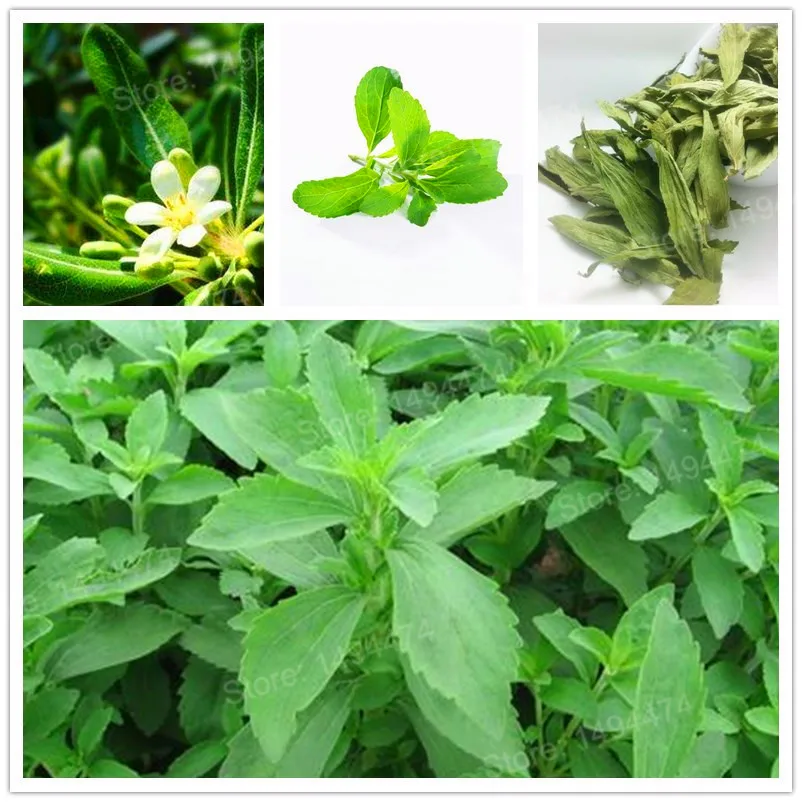 1000 Новый Stevia flores Stevia rebaudiana Semillas, китайский дешевый Травяной Растительный завод Stevia Herbs plante bonsai для домашнего сада