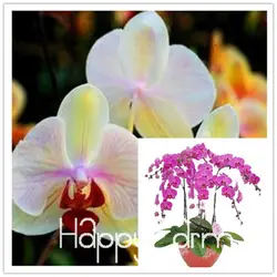 Фаленопсис Сад Бонсай Балкон цветок саженец орхидеи комплект-100 шт фаленопсис орхидеи Флорес, # PA27QT