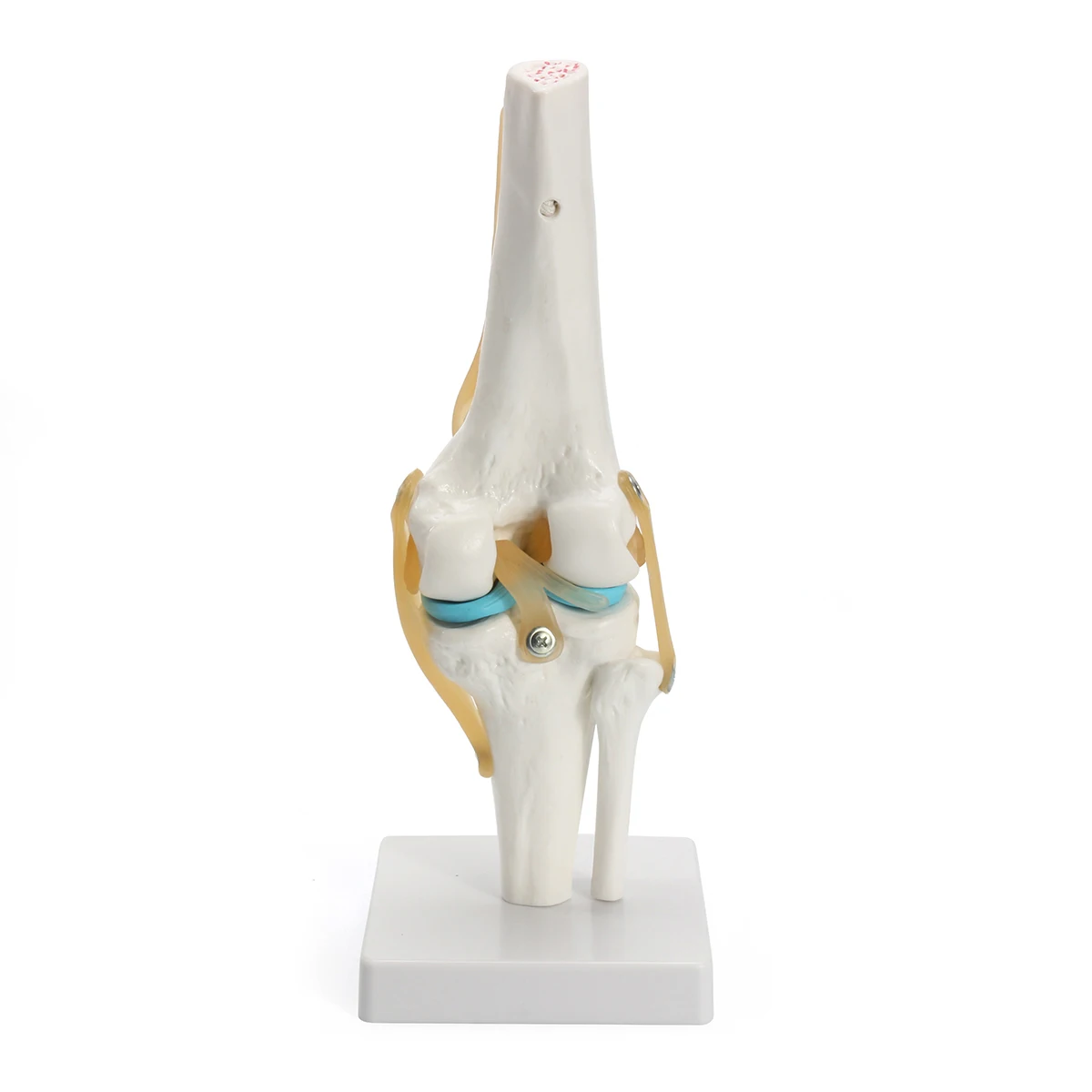 

Human anatomy skeleton Life Size Knee Joint Anatomical Mode l Heart skull brain skull model in trauma nursing manikin train