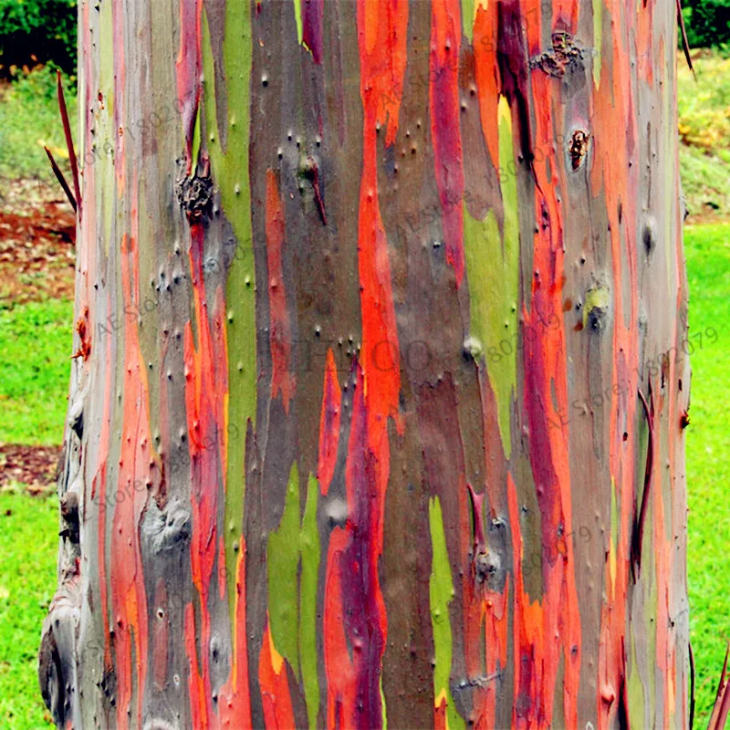 100pcs Rainbow Eucalyptus Deglupta Bonsai Showy Tropical Tree Plants