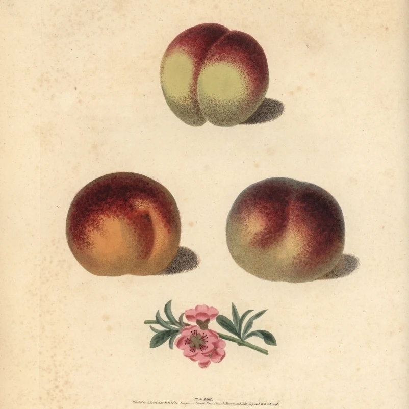 Peach Varieties Prunus Persica Poster Print By Florilegius Mary Evans (18 X 24) | Дом и сад