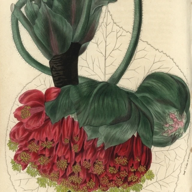 Crimson And Yellow Flowered Wallich'S Astrapaeaa Poster Print By Florilegius Mary Evans (18 X 24) | Дом и сад