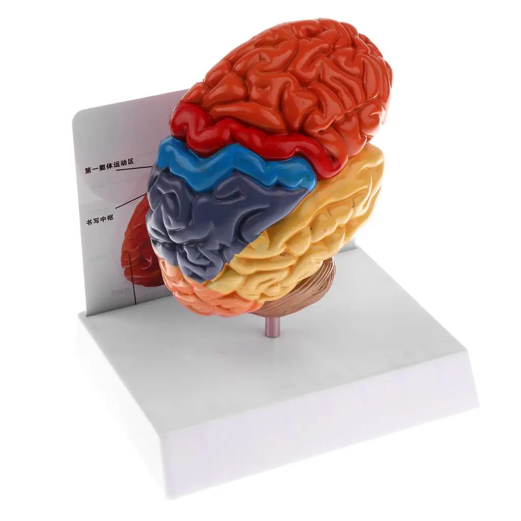  Cerebral anatomical model anatomy 1:1 half brain brainstem medical teaching lab supplies - 32959996820