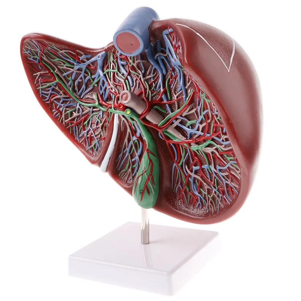  1.5x Magnification Human Liver Model Hepatic Anatomical Model for School Teaching Tool Learning Dis - 32973145799