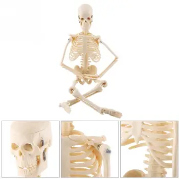 

Skeleton model skeleton anatomical model miniature figurines home decoration
