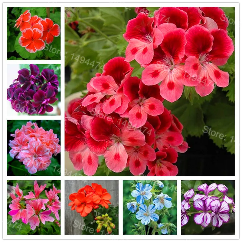 Где Купить Семена Герани Редких Сортов