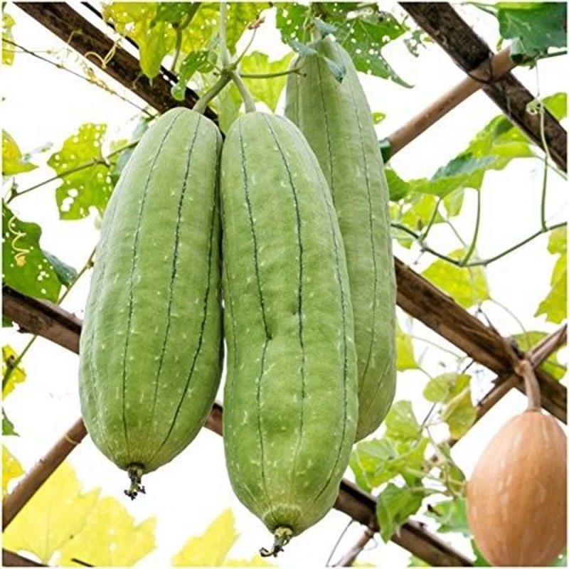 

10pcs Rare Tasty Loofah Delicious Organic Bonsai Outdoor Perennial Sponge Gourd Potted Vegetable Plant for Garden Decor(si gua)