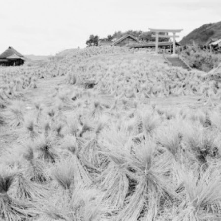 Япония префектура Тиба Tateyama Crops on field Poster Print (24x36) | Дом и сад