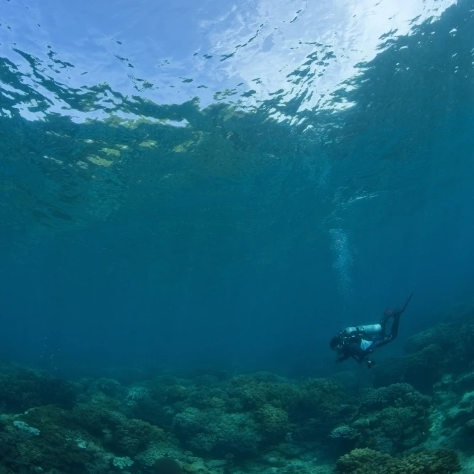 Apo Island Marine Park Philippines Southeast Asia Scuba Diver Poster Print (12 x 18) |
