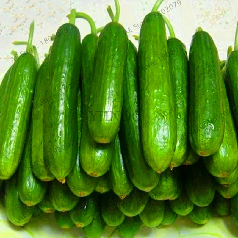 

Loss Promotion!Free shipping 1 Pack 100 Cucumber Bonsai Cucumis Sativus Cuke Plants, Green vegetable Plantas garden supplies,#0