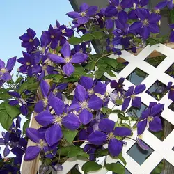 Сад Clematis карликовые деревья шесть сортов украсить двор терраса клематис Пурпурный Цветок bonsais редких растений 100 шт