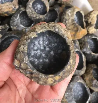 

natural Coral insect Fossilized fossil CRYSTAL Ashtray