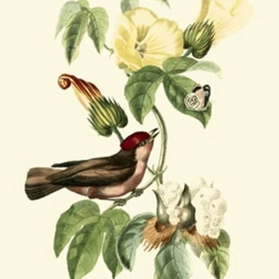 Cuvier Exotic Birds I Poster Print by Baron cuvier Georges (13 x 19) |