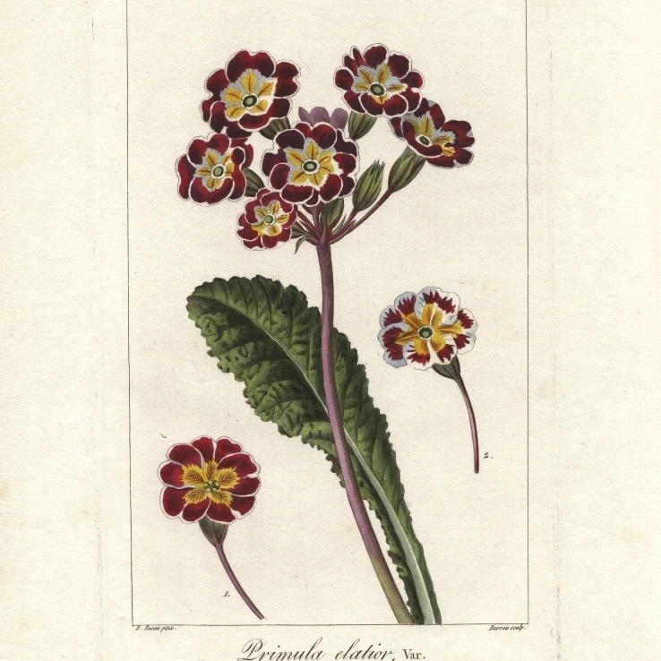 Oxlip Primula Elatior постер печать Florilegius Мэри Эванс (24X36) | Дом и сад