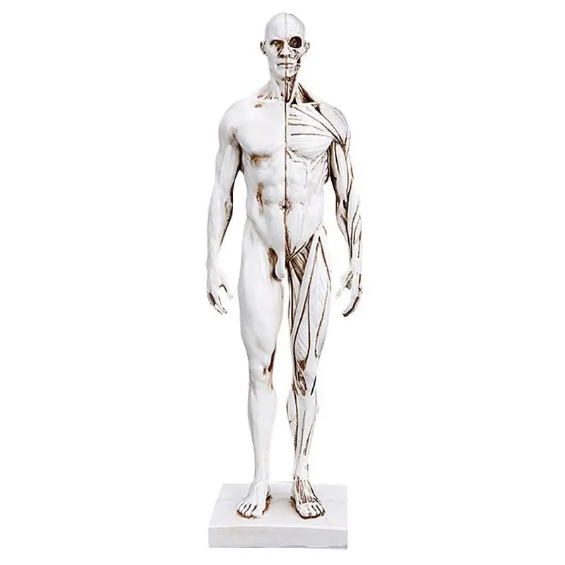 Натуральная смола человеческого тела мышечная Смола статуэтка скульптура медицинская обучающая модель домашний декор острые края яркие
