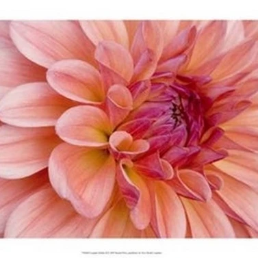 Graphic Dahlia II Poster Print by Rachel Perry (19 x 13) | Дом и сад