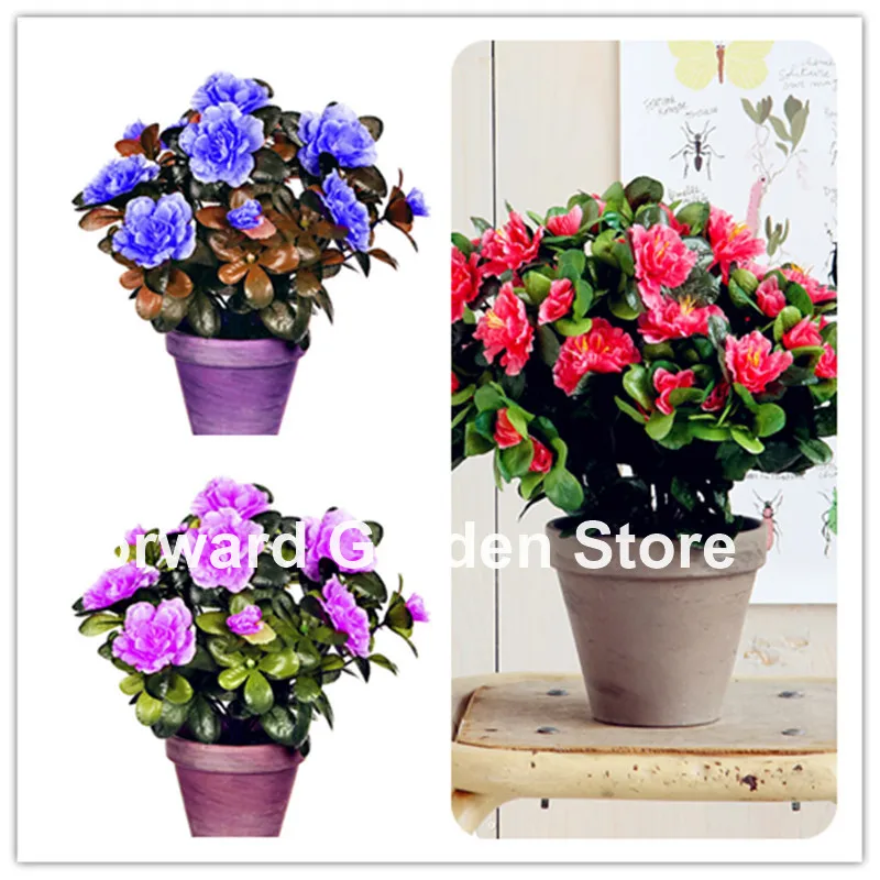 Us 0 11 82 Off 100 Pcs Rare Color Bonsai Azalea Diy Home Garden Outdoor Plants Looks Like Sakura Anese Cherry Blooms Flower Pot In From Us 0 11 82 Off 100 Pcs Rare Color Bonsai Azalea Diy Home Garden Outdoor Plants Looks Like Sakura Anese Cherry Blooms Flower Pot In From