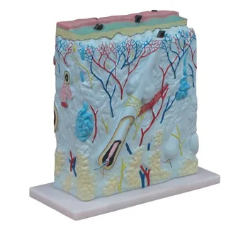 

105 Times Anatomical Human Skin Block Model Medical Dermatology Dermatological Anatomy 105X Life Size In Three Dimensional Form