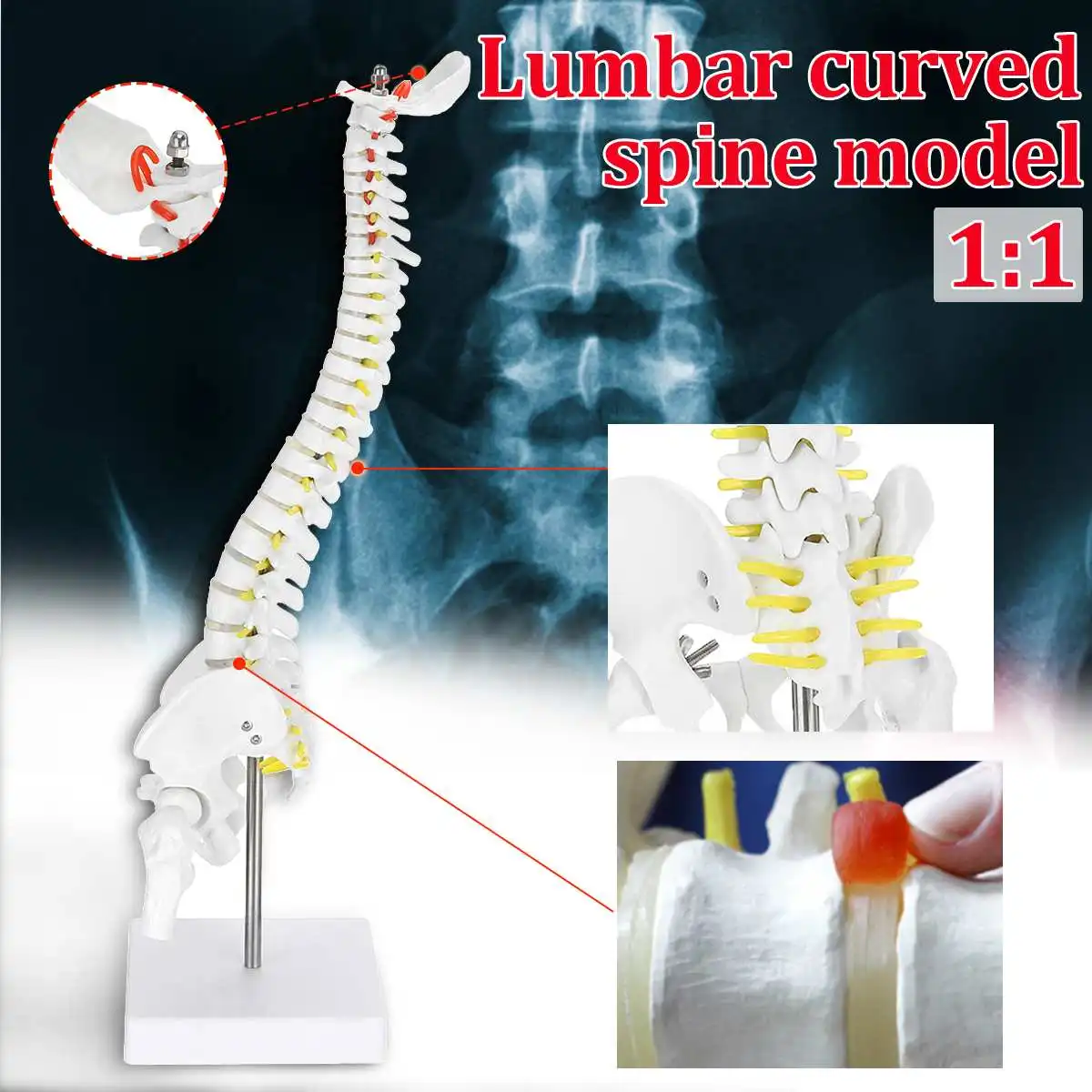 

45cm Flexible 1:1 Adult Lumbar Bend Spine Model Humans Skeleton Model with Spinal Disc Pelvis Model Used for Massage ,yoga