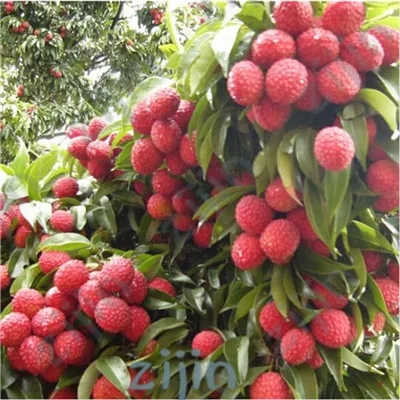 100 True Lychee Bonsai Tropical Fruit Tree Plant In Bonsai Red And Yellow Litchi Plant For Home Garden Mix10pcs Pack Buy At The Price Of 0 45 In Aliexpress Com Imall Com,50th Anniversary Mustang