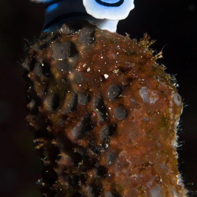 Елизавета chromodoris Bunaken национальный парк Индонезии плакат печать (11x17) | Дом и сад